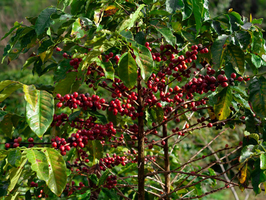 Die Kaffeepflanze: Ursprung, Wachstum und Einfluss auf den Geschmack