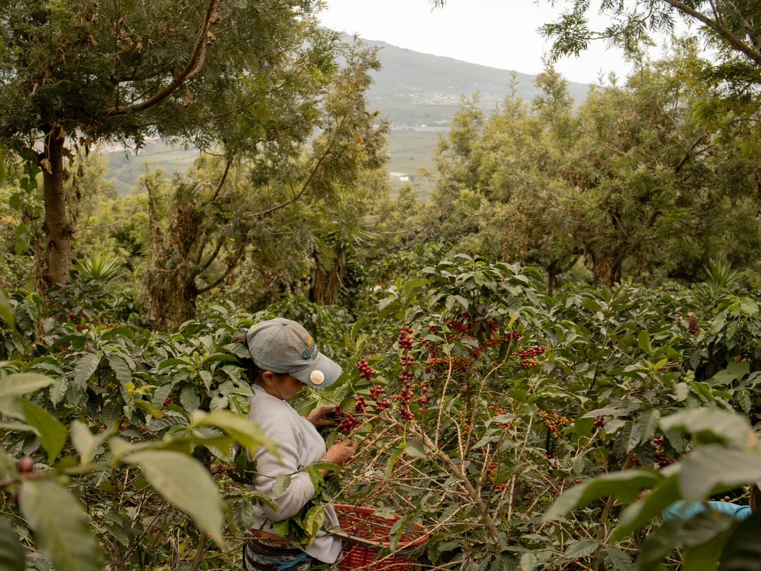 Anbau von Kaffee: Herausforderungen, Anbauregionen und Nachhaltigkeit
