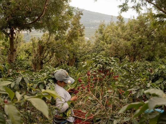 Anbau von Kaffee: Herausforderungen, Anbauregionen und Nachhaltigkeit